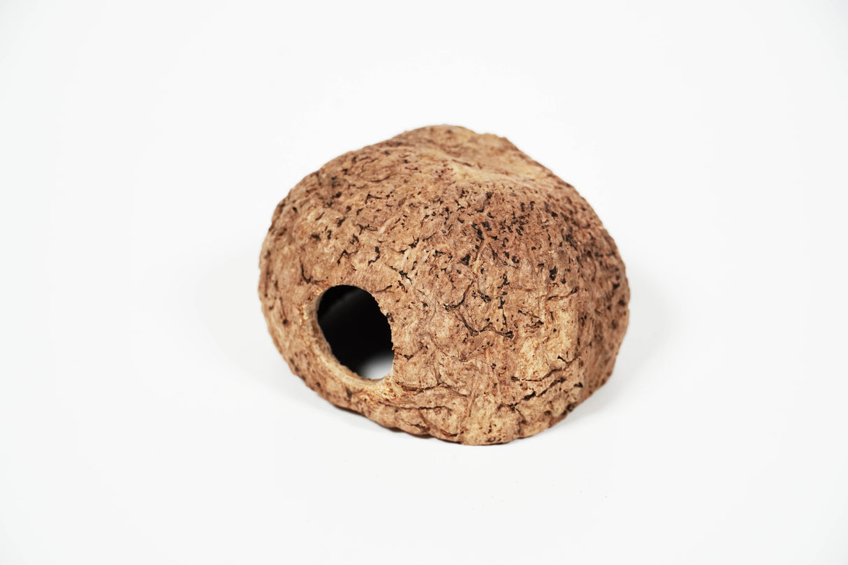 ShrimpPuddle Natures Paranuss mit Eingang 8-11 cm – Höhle (Bild 2)