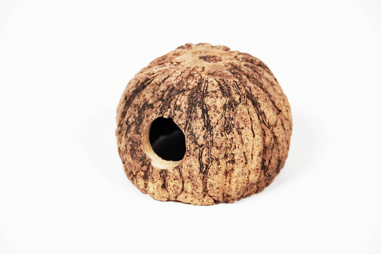 ShrimpPuddle Natures Paranuss mit Eingang 8-11 cm – Höhle (Bild 3)