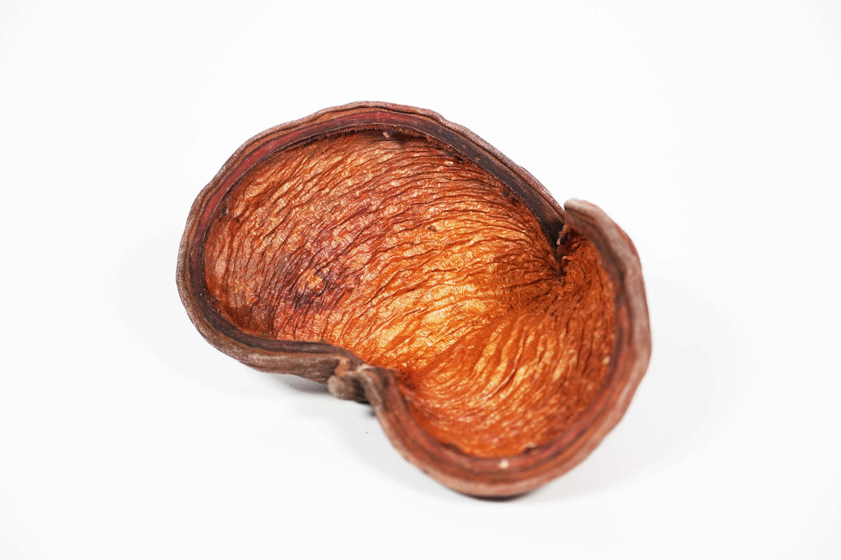 ShrimpPuddle Natures Badam Nuss – Seemandelbaumnuss Botanical (Bild 2)