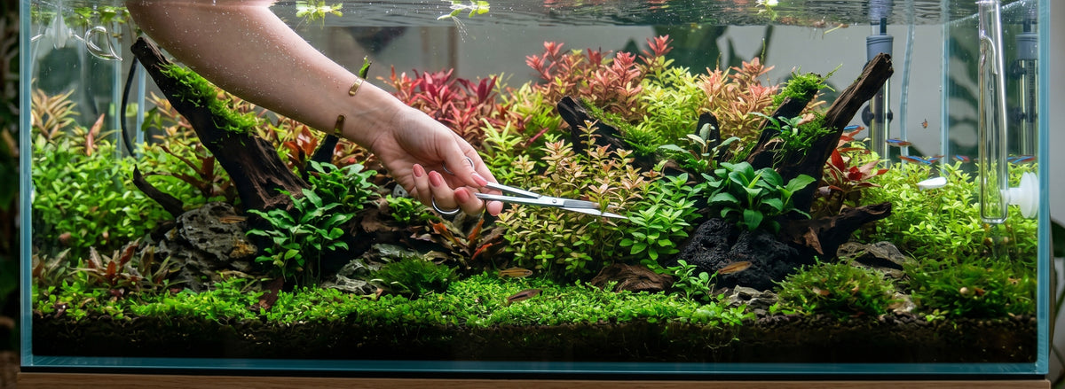 Aquascaping Tools