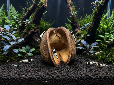 SP-Natures Buddha Nut 10-12cm