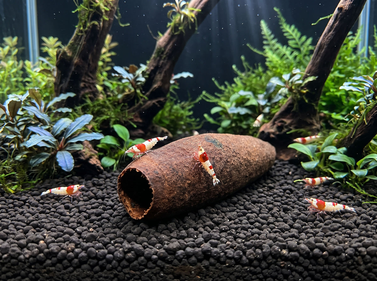 ShrimpPuddle Natures Hornkapsel 6-10 cm – Botanical Versteck, Anwendungsbeispiel