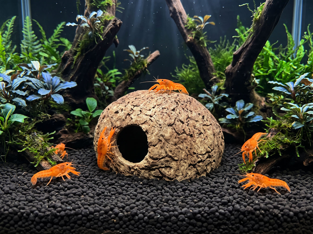 ShrimpPuddle Natures Paranuss mit Eingang 8-11 cm – Höhle, Anwendungsbeispiel