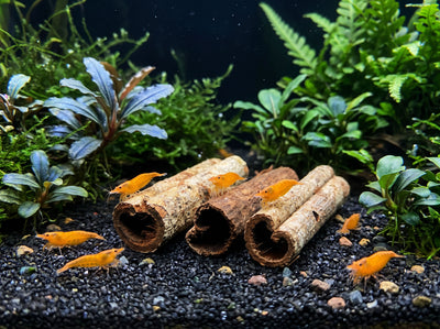 SP-Natures Nano Seemandelbaumröhrchen 3 Stk.