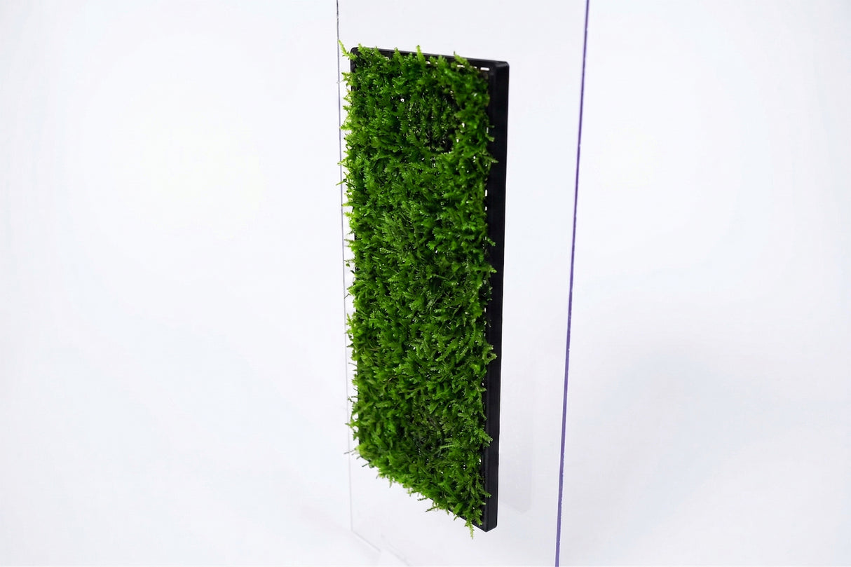 ShrimpPuddle Moos Rückwand Pro – Magnet-Mooswand für Garnelen