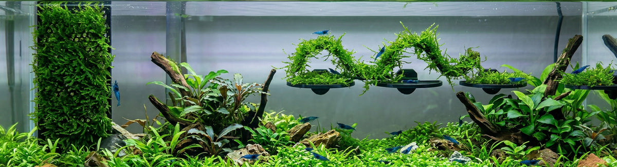 Moss pad accessories