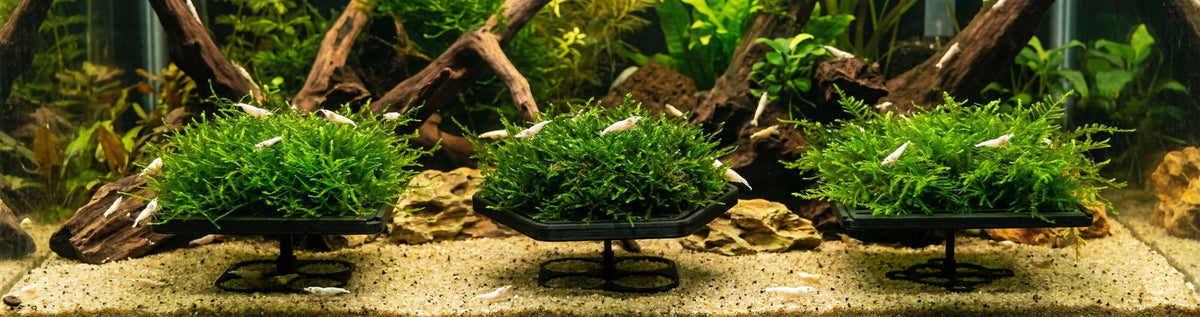 Moss pads for standing