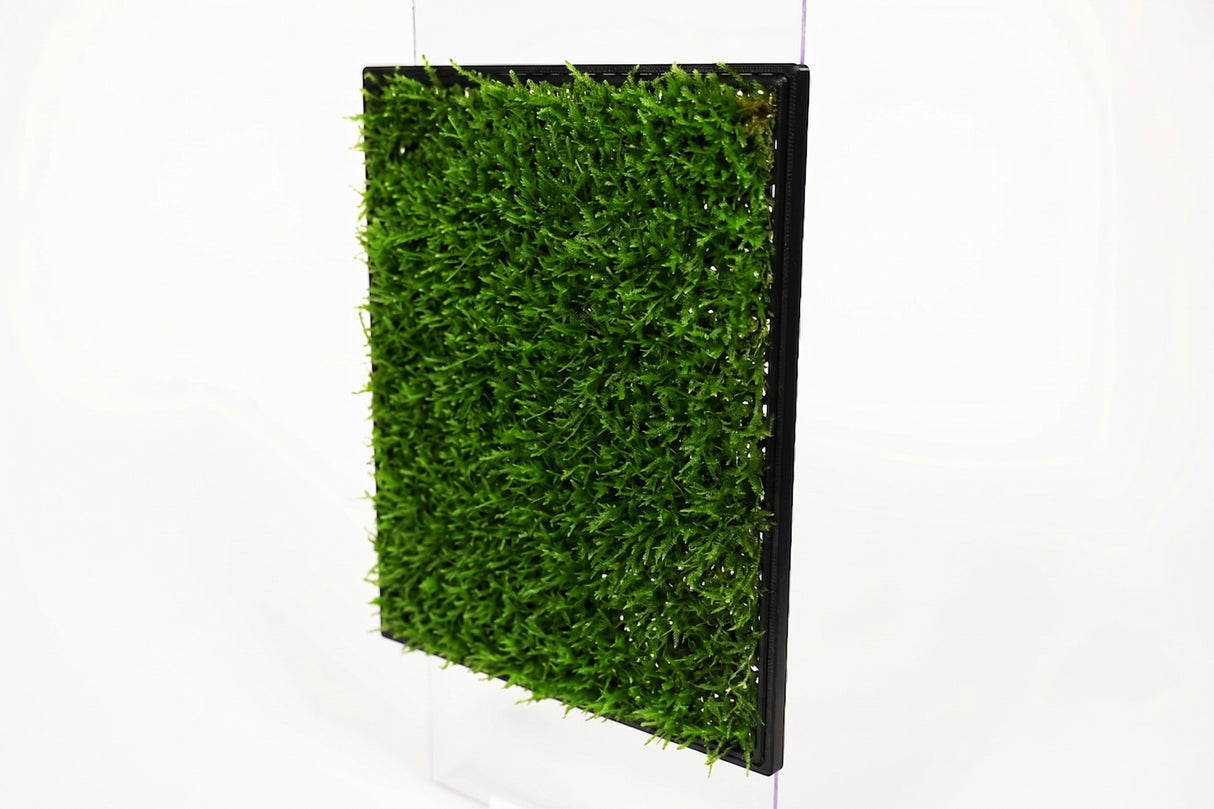 ShrimpPuddle Moos Rückwand Pro XL – Magnet-Mooswand (Bild 2)