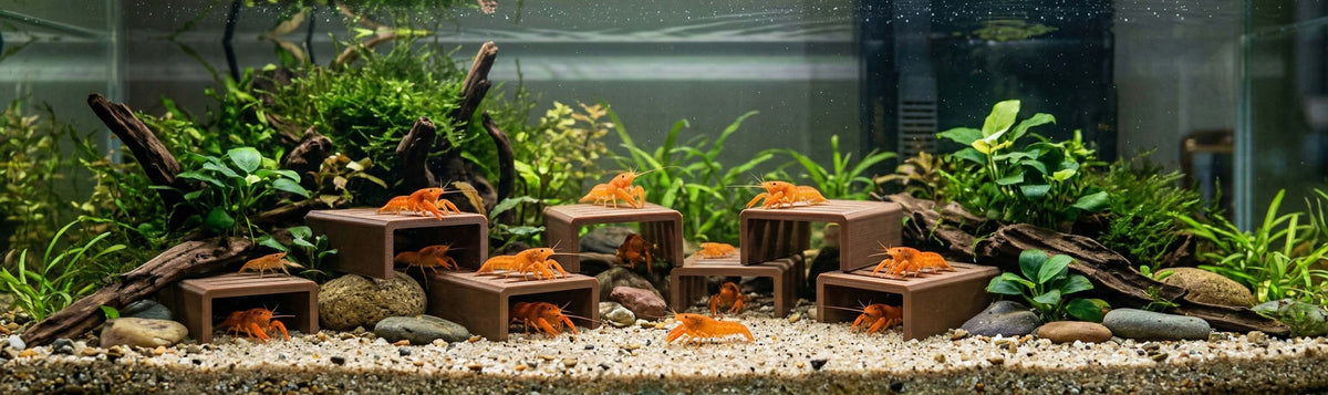 Decorations for crabs