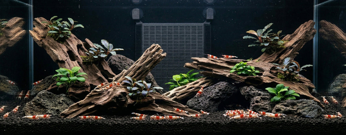 Aktiver Soil im Aquarium: Wunderwaffe oder tickende Zeitbombe?