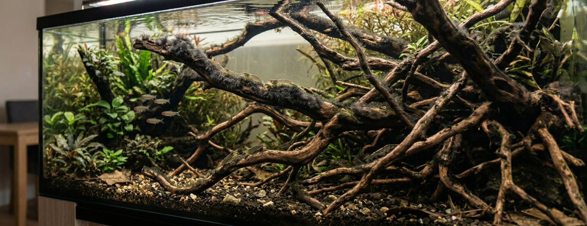 Algen im Aquarium: Ursachenforschung statt Symptombekämpfung