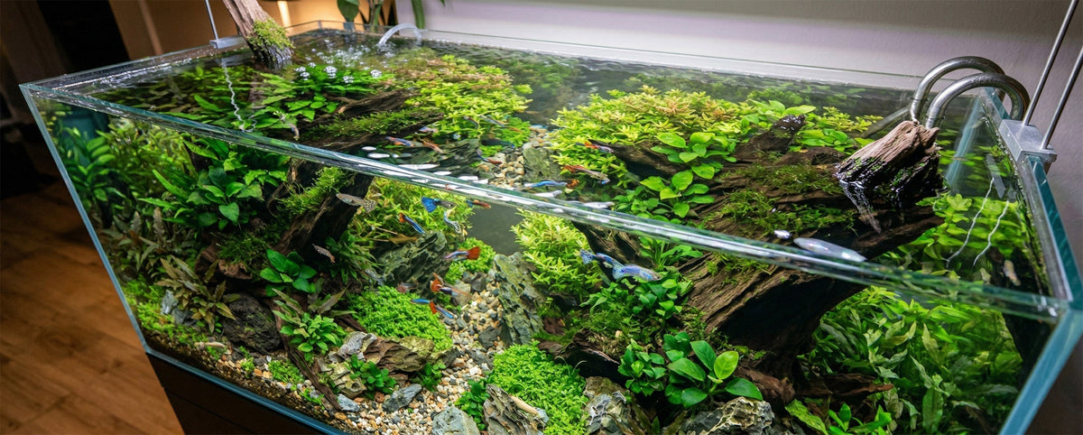 Der Aquarium Skimmer: Saubere Oberfläche oder Todesfalle für Garnelen?