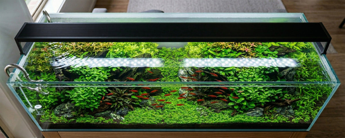 LED-Beleuchtung im Aquarium: Farbenpracht, Effizienz und das Problem mit der Höhe