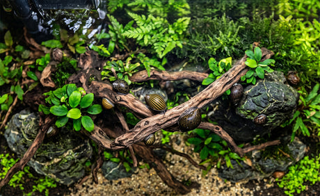 Ernährung von Aquarienschnecken: Der Schlüssel zu gesunden Gehäusen