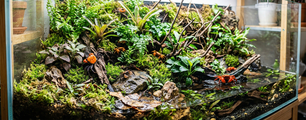 Geosesarma: Die bunten Juwelen aus den Regenwäldern Südostasiens