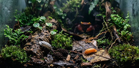 Asseln & Springschwänze: Die unsichtbare Gesundheitspolizei im Terrarium