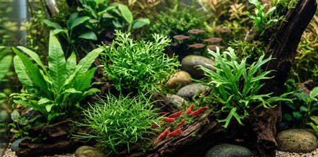 Javafarn im Aquarium: Der Klassiker mit überraschender Vielfalt