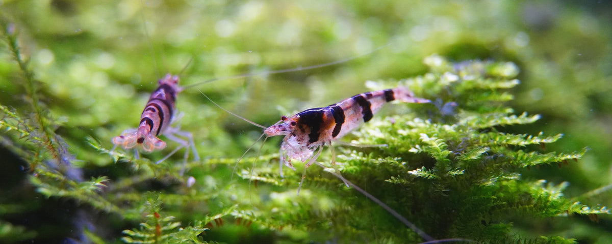 Moos im Garnelenaquarium: Das grüne Herz für glückliche Wirbellose