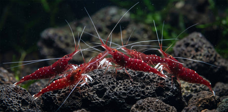 Sulawesi Kardinalsgarnele: Das Juwel aus dem Lake Matano
