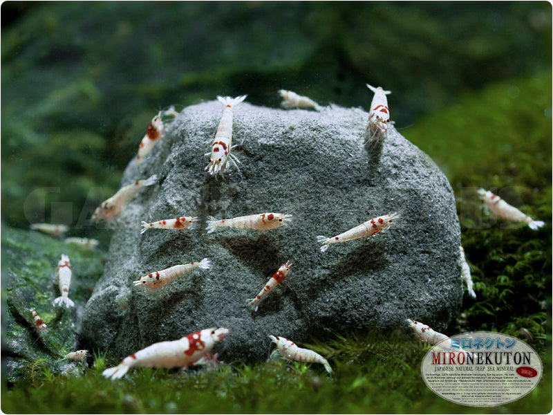 Mironekuton Steine 300g – Mineralstein fürs Aquarium (Bild 2)
