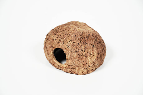 ShrimpPuddle Natures Paranuss mit Eingang 8-11 cm – Höhle (Bild 2)