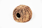 ShrimpPuddle Natures Paranuss mit Eingang 8-11 cm – Höhle (Bild 3)