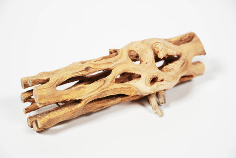 ShrimpPuddle Natures Vukaholz Hell 15 cm – Cholla-Holz (Bild 2)