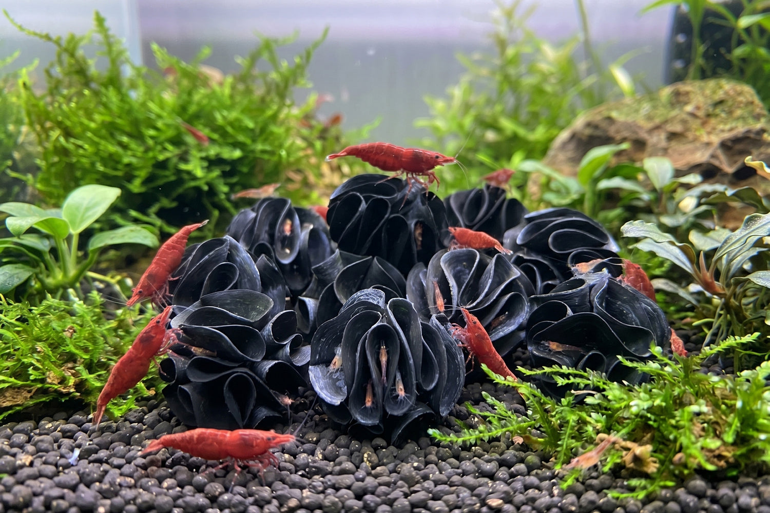 ShrimpPuddle Baby Shrimp Shelter Schwarz – Versteck für Junggarnelen