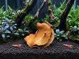 ShrimpPuddle Natures Froschmaulschote 6-8 cm – Botanical Deko, Anwendungsbeispiel