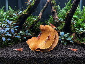 ShrimpPuddle Natures Froschmaulschote 6-8 cm – Botanical Deko, Anwendungsbeispiel