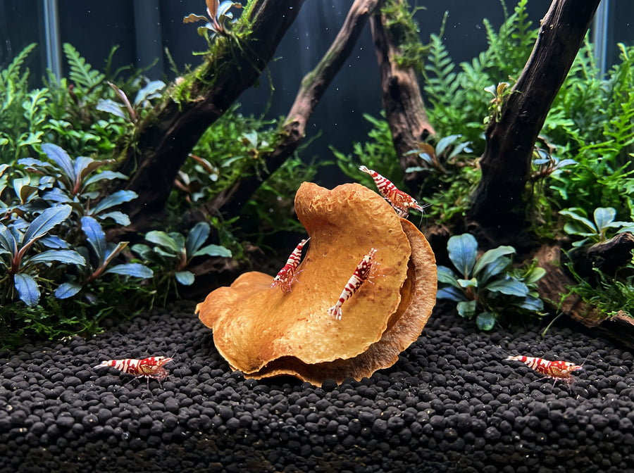 SP-Natures Froschmaulschote 6-8 cm