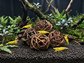 ShrimpPuddle Natures Garnelenspielbälle 4 cm – Naturdeko Anwendungsbeispiel