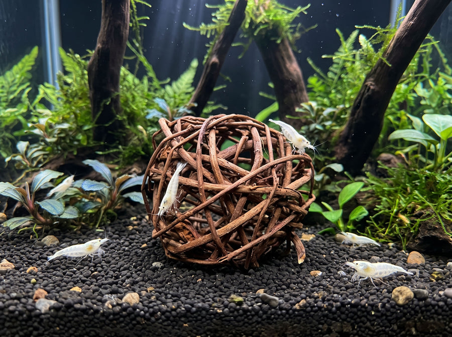 SP-Natures Garnelenspielball 8 cm