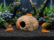 ShrimpPuddle Natures Paranuss mit Eingang 8-11 cm – Höhle, Anwendungsbeispiel
