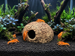 ShrimpPuddle Natures Paranuss mit Eingang 8-11 cm – Höhle, Anwendungsbeispiel