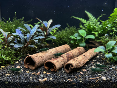 SP-Natures Indian Almond Tree Tubes 3 pcs.