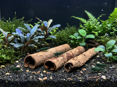 ShrimpPuddle Natures Seemandelbaumröhrchen 3 Stk. – Catappa-Röhre Anwendungsbeispiel
