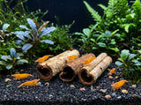 ShrimpPuddle Natures Nano Seemandelbaumröhrchen 3 Stk. – Catappa-Röhre Anwendungsbeispiel