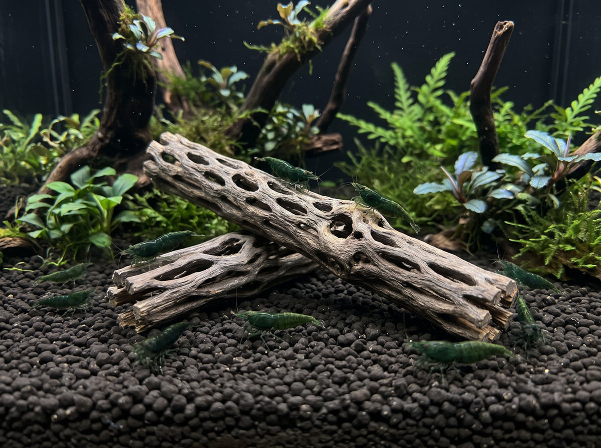 ShrimpPuddle Natures Vukaholz 2er Set – Cholla-Holz für Garnelen, Anwendungsbeispiel