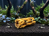 ShrimpPuddle Natures Vukaholz Hell 8 cm – Cholla-Holz, Anwendungsbeispiel