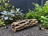 ShrimpPuddle Natures Vukaholz 8 cm – Cholla-Holz für Garnelen, Anwendungsbeispiel
