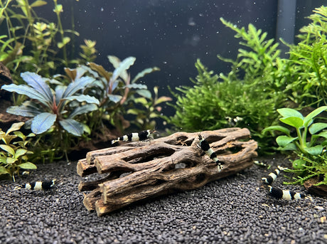ShrimpPuddle Natures Vukaholz 8 cm – Cholla-Holz für Garnelen, Anwendungsbeispiel