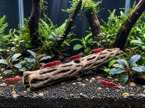 ShrimpPuddle Natures Vukaholz 15 cm – Cholla-Holz für Garnelen, Anwendungsbeispiel