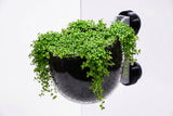ShrimpPuddle Magnet Glas Pod – Pflanzschale fürs Aquarium (Bild 2)