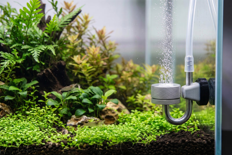 ShrimpPuddle Magnet Edelstahl CO2 Diffusor – Zerstäuber