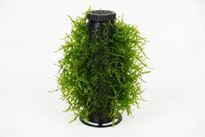 ShrimpPuddle Moos Tower – Moos-Säule fürs Aquascaping