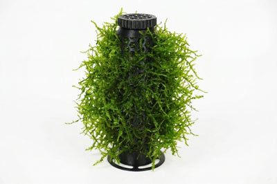 SP-Moss Tower