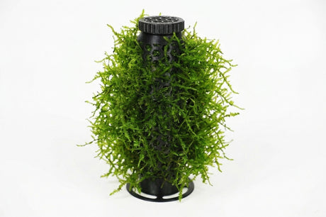 ShrimpPuddle Moos Tower – Moos-Säule fürs Aquascaping