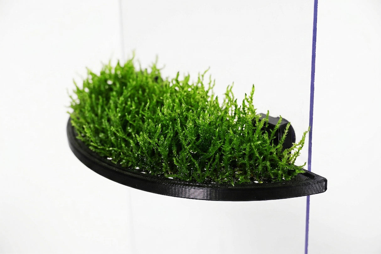 ShrimpPuddle Moospad Pro Halbrund XL – Magnet-Mooswand