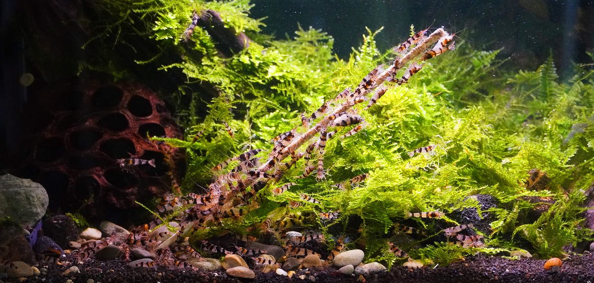 Special food for shrimp
